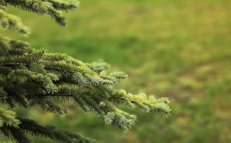Spruce branch. Beautiful branch of spruce with needles. Christmas tree in nature. Green spruc